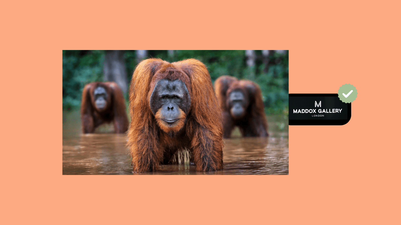David Yarrow, Welcome to the Jungle, 2024